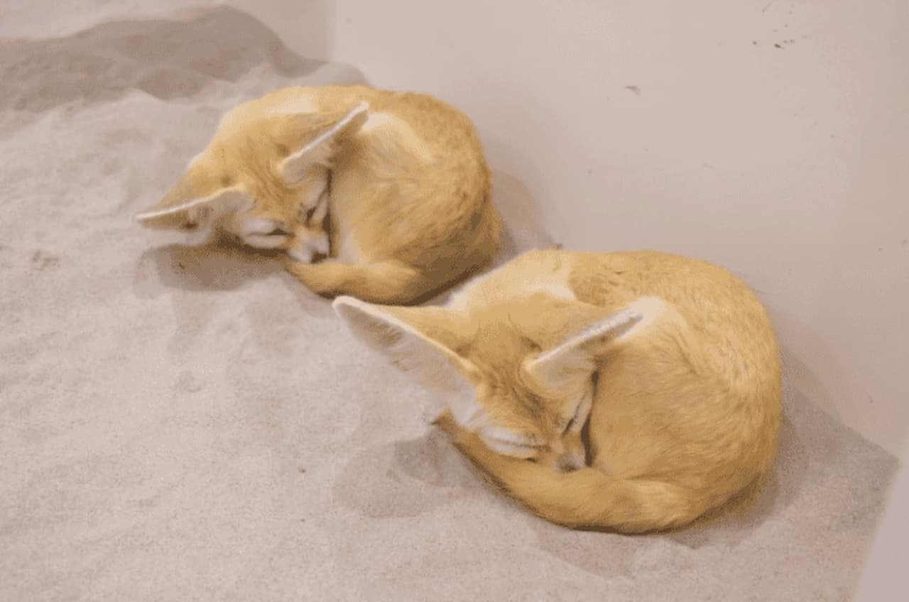 Anitouch Minatomirai Ticket - image 6